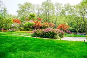 5 Revegetation Challenges Killing Plants on Qld Construction Sites